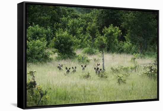 Pack of African Wild Dogs (Painted Dog) (Cape Hunting Dog) (Lycaon Pictus)-Janette Hill-Framed Stretched Canvas