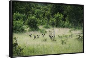 Pack of African Wild Dogs (Painted Dog) (Cape Hunting Dog) (Lycaon Pictus)-Janette Hill-Framed Photographic Print