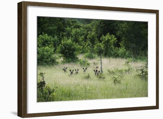 Pack of African Wild Dogs (Painted Dog) (Cape Hunting Dog) (Lycaon Pictus)-Janette Hill-Framed Photographic Print