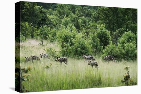 Pack of African Wild Dogs (Painted Dog) (Cape Hunting Dog) (Lycaon Pictus)-Janette Hill-Stretched Canvas