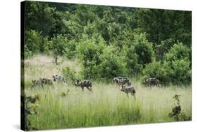 Pack of African Wild Dogs (Painted Dog) (Cape Hunting Dog) (Lycaon Pictus)-Janette Hill-Stretched Canvas