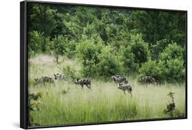 Pack of African Wild Dogs (Painted Dog) (Cape Hunting Dog) (Lycaon Pictus)-Janette Hill-Framed Photographic Print