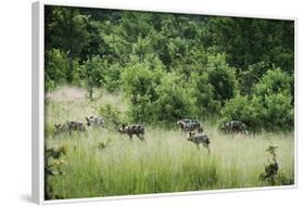 Pack of African Wild Dogs (Painted Dog) (Cape Hunting Dog) (Lycaon Pictus)-Janette Hill-Framed Photographic Print