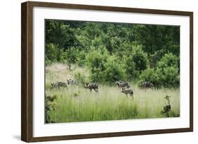 Pack of African Wild Dogs (Painted Dog) (Cape Hunting Dog) (Lycaon Pictus)-Janette Hill-Framed Photographic Print