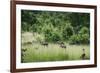 Pack of African Wild Dogs (Painted Dog) (Cape Hunting Dog) (Lycaon Pictus)-Janette Hill-Framed Photographic Print