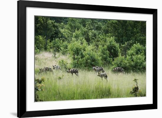 Pack of African Wild Dogs (Painted Dog) (Cape Hunting Dog) (Lycaon Pictus)-Janette Hill-Framed Photographic Print