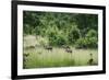 Pack of African Wild Dogs (Painted Dog) (Cape Hunting Dog) (Lycaon Pictus)-Janette Hill-Framed Photographic Print