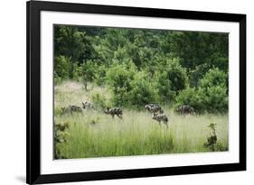 Pack of African Wild Dogs (Painted Dog) (Cape Hunting Dog) (Lycaon Pictus)-Janette Hill-Framed Photographic Print