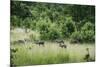 Pack of African Wild Dogs (Painted Dog) (Cape Hunting Dog) (Lycaon Pictus)-Janette Hill-Mounted Photographic Print