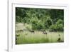 Pack of African Wild Dogs (Painted Dog) (Cape Hunting Dog) (Lycaon Pictus)-Janette Hill-Framed Photographic Print