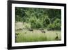 Pack of African Wild Dogs (Painted Dog) (Cape Hunting Dog) (Lycaon Pictus)-Janette Hill-Framed Photographic Print