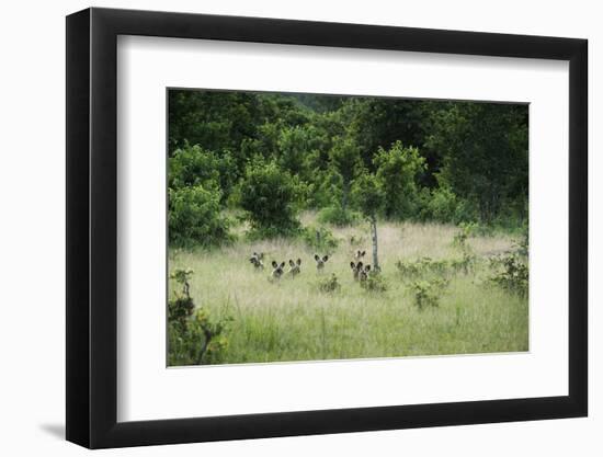 Pack of African Wild Dogs (Painted Dog) (Cape Hunting Dog) (Lycaon Pictus)-Janette Hill-Framed Photographic Print