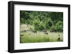 Pack of African Wild Dogs (Painted Dog) (Cape Hunting Dog) (Lycaon Pictus)-Janette Hill-Framed Photographic Print