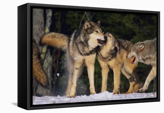 Pack of Gray Wolves-DLILLC-Framed Stretched Canvas