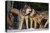 Pack of Gray Wolves-DLILLC-Stretched Canvas