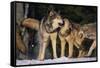 Pack of Gray Wolves-DLILLC-Framed Stretched Canvas
