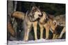 Pack of Gray Wolves-DLILLC-Stretched Canvas