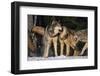 Pack of Gray Wolves-DLILLC-Framed Premium Photographic Print