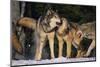 Pack of Gray Wolves-DLILLC-Mounted Premium Photographic Print