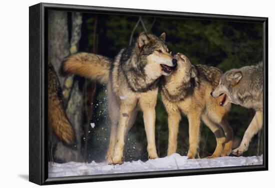 Pack of Gray Wolves-DLILLC-Framed Photographic Print