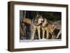 Pack of Gray Wolves-DLILLC-Framed Photographic Print