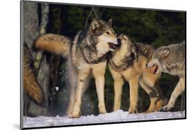 Pack of Gray Wolves-DLILLC-Mounted Photographic Print