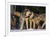 Pack of Gray Wolves-DLILLC-Framed Photographic Print