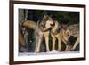 Pack of Gray Wolves-DLILLC-Framed Photographic Print