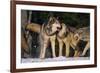 Pack of Gray Wolves-DLILLC-Framed Photographic Print