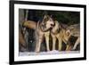 Pack of Gray Wolves-DLILLC-Framed Photographic Print