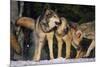 Pack of Gray Wolves-DLILLC-Mounted Photographic Print