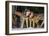 Pack of Gray Wolves-DLILLC-Framed Photographic Print