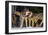 Pack of Gray Wolves-DLILLC-Framed Photographic Print