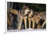 Pack of Gray Wolves-DLILLC-Framed Photographic Print