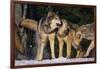 Pack of Gray Wolves-DLILLC-Framed Photographic Print