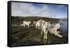 Pack of Sled Dogs-null-Framed Stretched Canvas