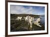 Pack of Sled Dogs-null-Framed Photographic Print