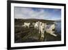 Pack of Sled Dogs-null-Framed Photographic Print