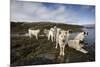 Pack of Sled Dogs-null-Mounted Photographic Print