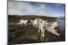 Pack of Sled Dogs-null-Mounted Photographic Print