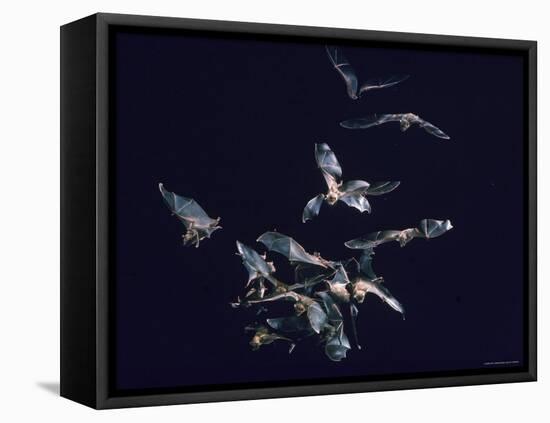 Pack of Spear Nosed Bats in Flight at Yale's Kline Biology Lab-Nina Leen-Framed Stretched Canvas