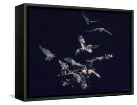 Pack of Spear Nosed Bats in Flight at Yale's Kline Biology Lab-Nina Leen-Framed Stretched Canvas