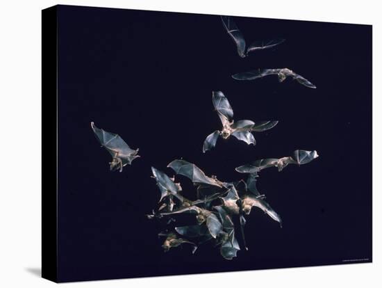 Pack of Spear Nosed Bats in Flight at Yale's Kline Biology Lab-Nina Leen-Stretched Canvas