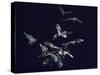 Pack of Spear Nosed Bats in Flight at Yale's Kline Biology Lab-Nina Leen-Stretched Canvas