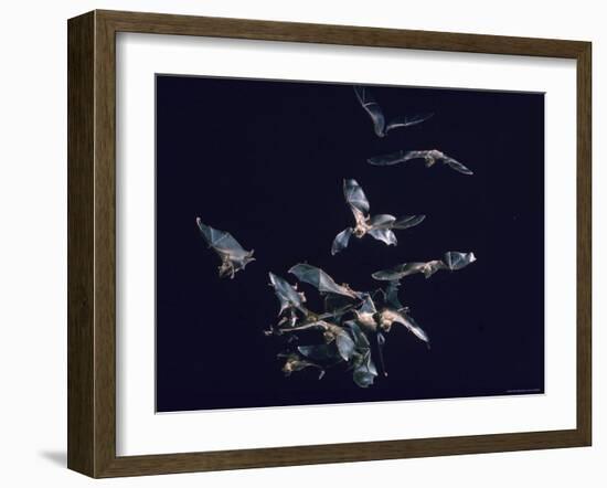 Pack of Spear Nosed Bats in Flight at Yale's Kline Biology Lab-Nina Leen-Framed Photographic Print