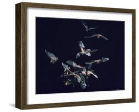 Pack of Spear Nosed Bats in Flight at Yale's Kline Biology Lab-Nina Leen-Framed Photographic Print