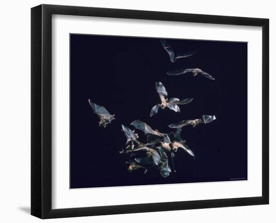 Pack of Spear Nosed Bats in Flight at Yale's Kline Biology Lab-Nina Leen-Framed Photographic Print