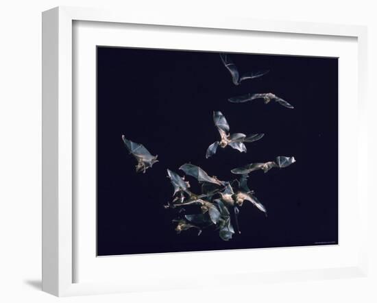 Pack of Spear Nosed Bats in Flight at Yale's Kline Biology Lab-Nina Leen-Framed Photographic Print