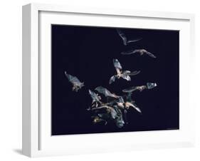 Pack of Spear Nosed Bats in Flight at Yale's Kline Biology Lab-Nina Leen-Framed Photographic Print