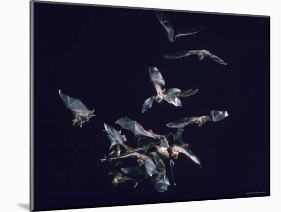 Pack of Spear Nosed Bats in Flight at Yale's Kline Biology Lab-Nina Leen-Mounted Photographic Print